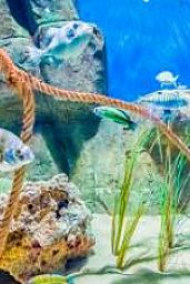 Demo Sample MainCombi